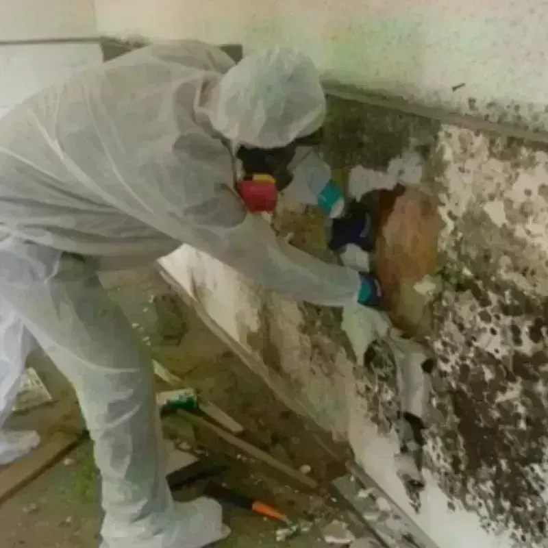 Mold Remediation and Removal in New Sarpy, LA